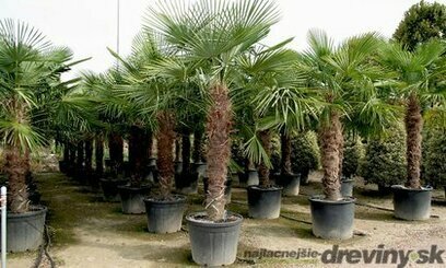 Mrazuvzdorná palma výška kmínku 120/130 cm, celková výška 200/250 cm, v květináči Trachycarpus fortunei